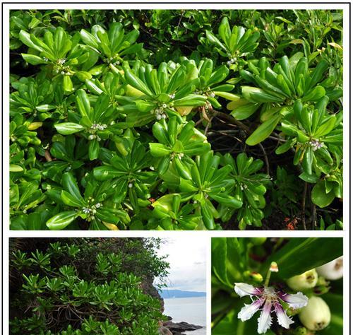 海桐花花语（探寻海桐花的丰富内涵与象征意义）