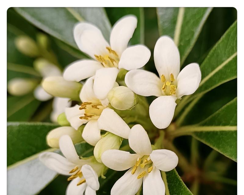 海桐花花语（探寻海桐花的丰富内涵与象征意义）
