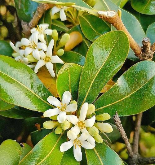 海桐花花语（探寻海桐花的丰富内涵与象征意义）