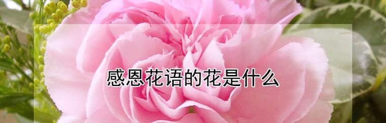 以白色玫瑰花为主题的花语——放下（用花语表达内心的平和与释放）