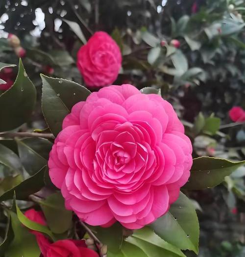 以白色玫瑰花为主题的花语——放下（用花语表达内心的平和与释放）