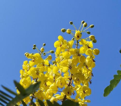 云实花语与文化背景（以花语探寻云实文化的深度和独特魅力）