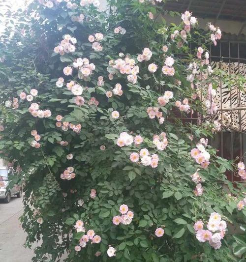 云实花语与文化背景（以花语探寻云实文化的深度和独特魅力）