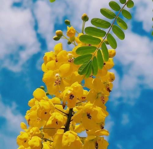 云实花语与文化背景（以花语探寻云实文化的深度和独特魅力）