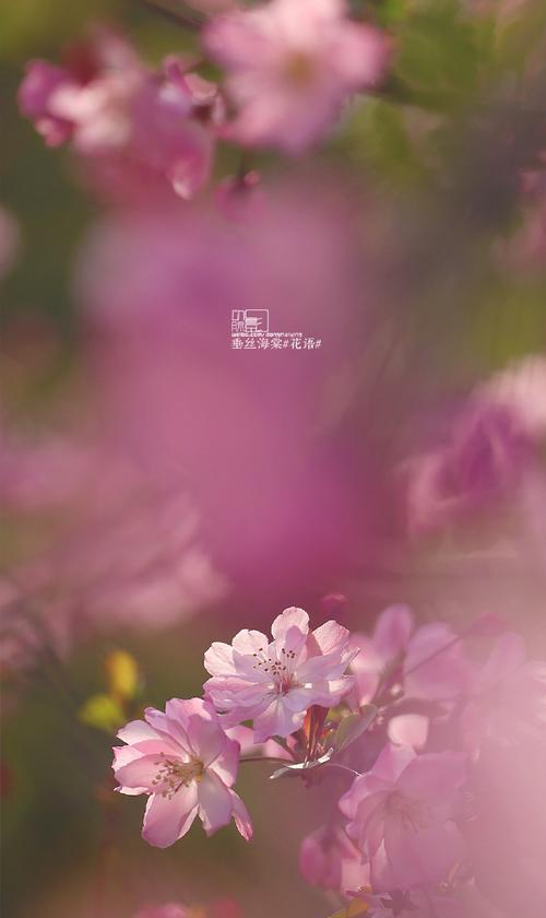 垂丝海棠花语——美丽的含蓄之语（秋意渐浓）