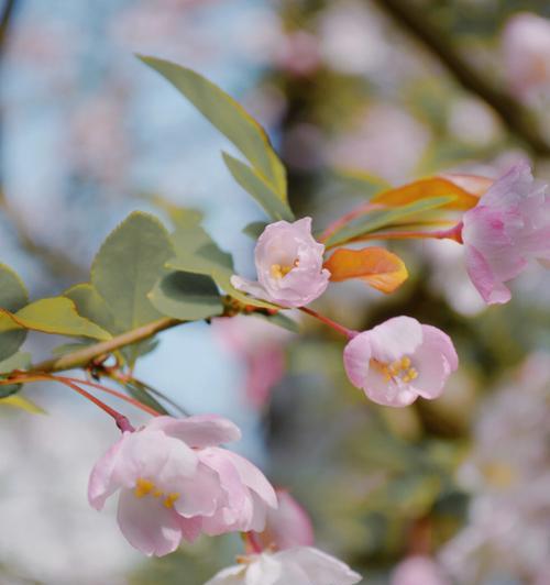 垂丝海棠花语——美丽的含蓄之语（秋意渐浓）