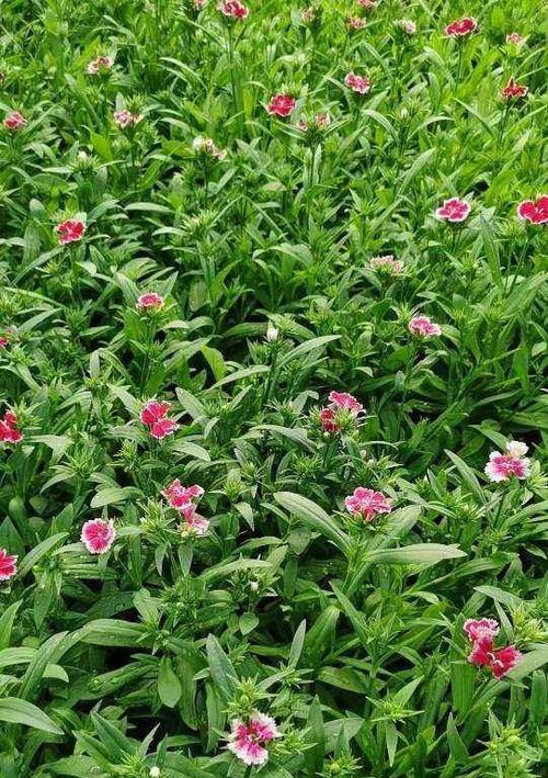 常夏石竹花语（探寻常夏石竹花语的深意——一种无惧时光洗礼的美丽之花）