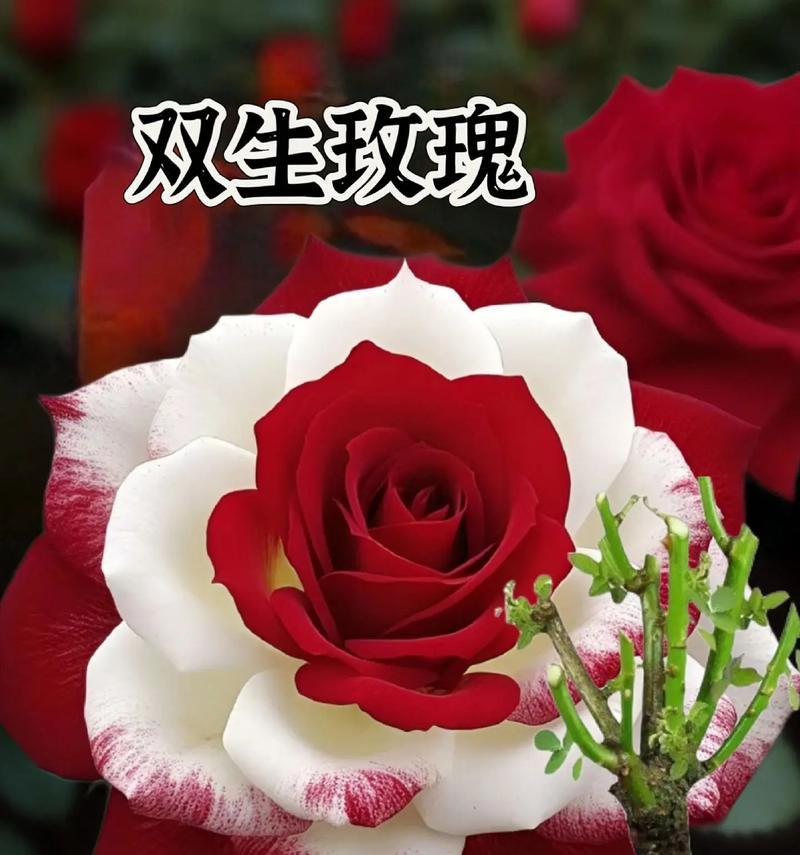 世界花海中的玫瑰花（探索玫瑰花的情感世界）