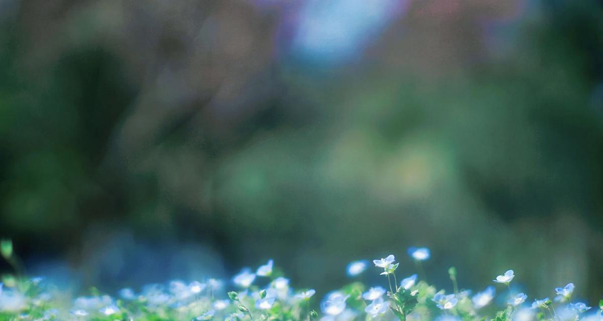 婆婆纳的花语——传递母爱与祝福的花朵（婆婆纳的花语与含义）