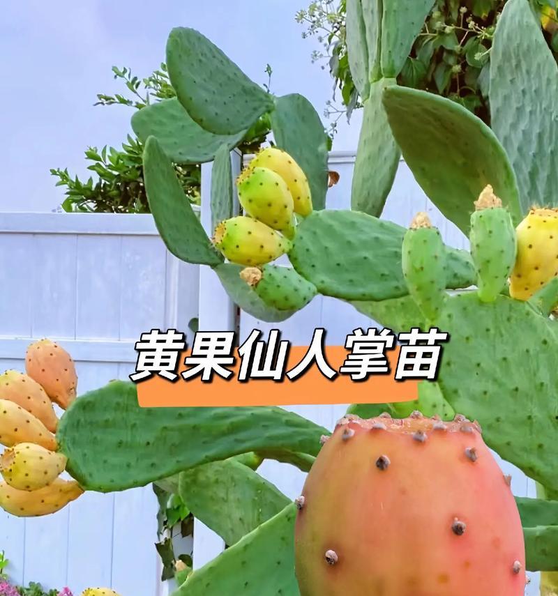 培养仙人掌的关键注意事项（成功养护仙人掌的15个秘诀）
