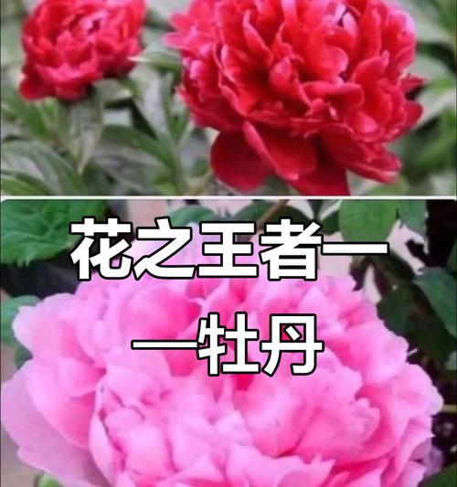 牡丹绽放，寓意繁花似锦（牡丹开放的意义和象征）