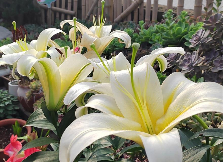 白百合花语——纯洁与宁静的象征（传递爱与祝福的美丽花朵）