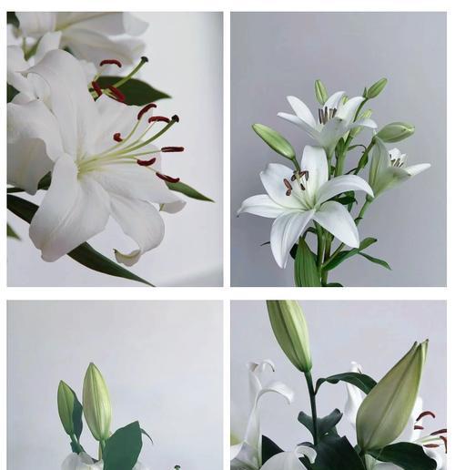 白百合花语——纯洁与宁静的象征（传递爱与祝福的美丽花朵）