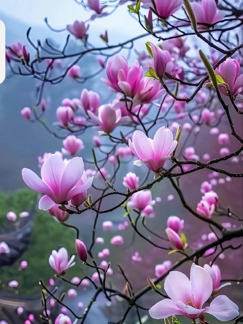 木兰花的花语及其意义（揭示木兰花的神秘符号与象征）