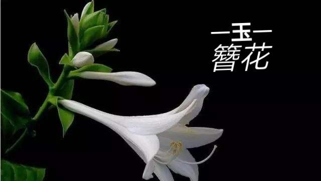 玉簪花语与传说故事（玉簪的寓意与神话传说）