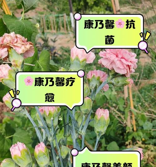 康乃馨花语揭秘——每朵都代表着什么（康乃馨的花语深意与寓意）