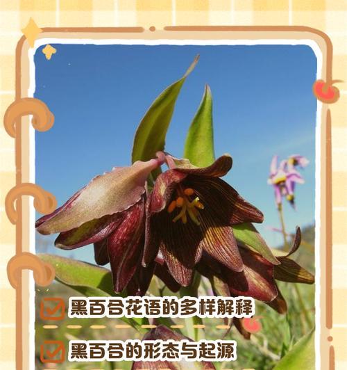 三头百合的花语与美丽之旅（揭秘三头百合的花语语言）