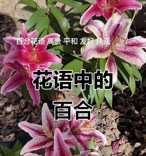 三头百合的花语与美丽之旅（揭秘三头百合的花语语言）