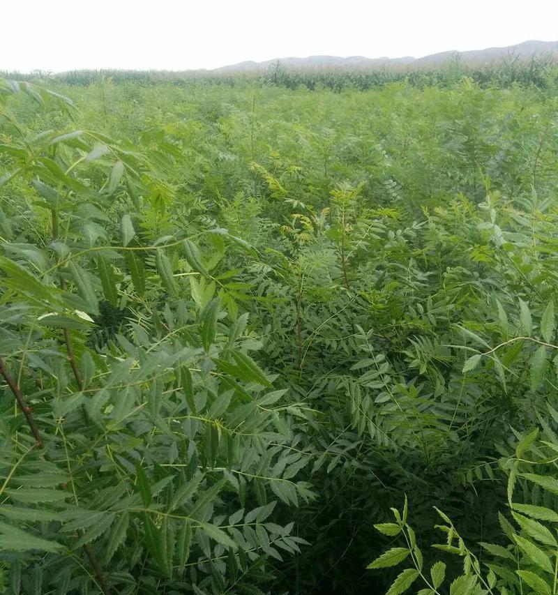 半冠树（探索半冠树的生态特点和适应性）