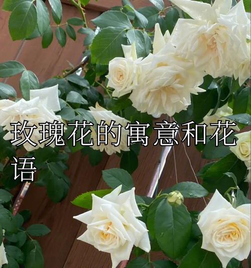 玫瑰花的真正含义（用一朵玫瑰花传达你的情感）