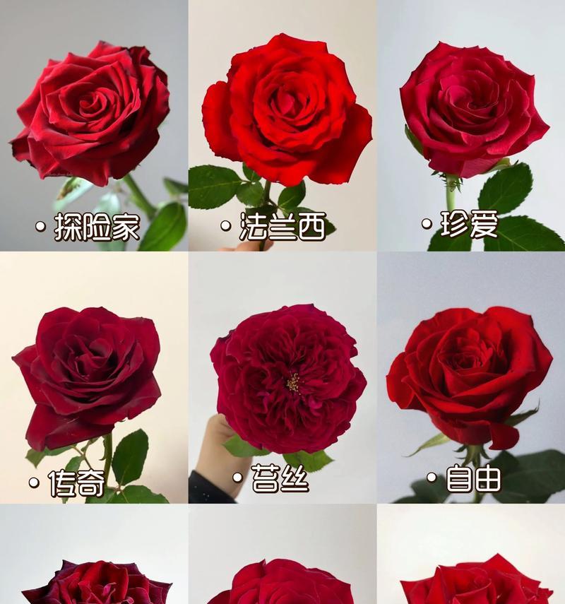 玫瑰花的真正含义（用一朵玫瑰花传达你的情感）