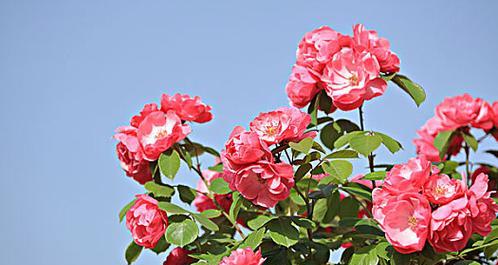 以丰花月季的魅力盛放（探寻丰花月季的独特意义）