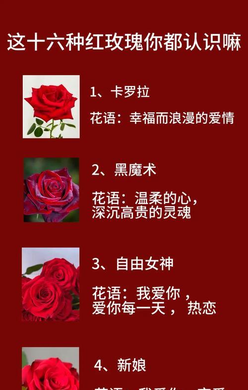 玫瑰的19种意义（深入解读每一朵玫瑰的象征意义）