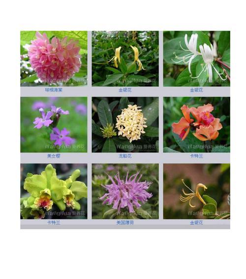 腊梅花的花语与象征（用腊梅传递真情）