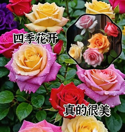 90朵玫瑰花花语的意义解读（探秘90朵玫瑰花的花语与象征）