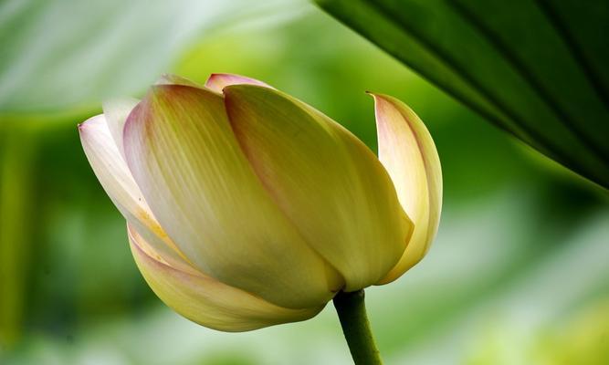 叶底花（探索叶底花的神秘与美丽）
