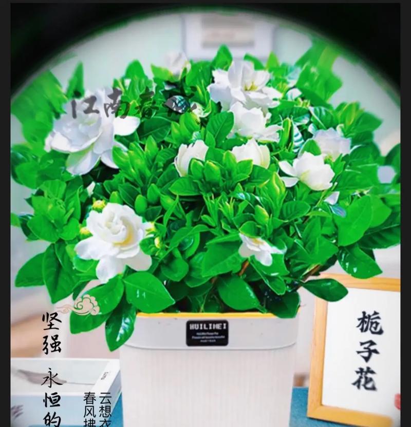 栀子花语的深意与象征意义（探索栀子花所代表的情感和美好寓意）