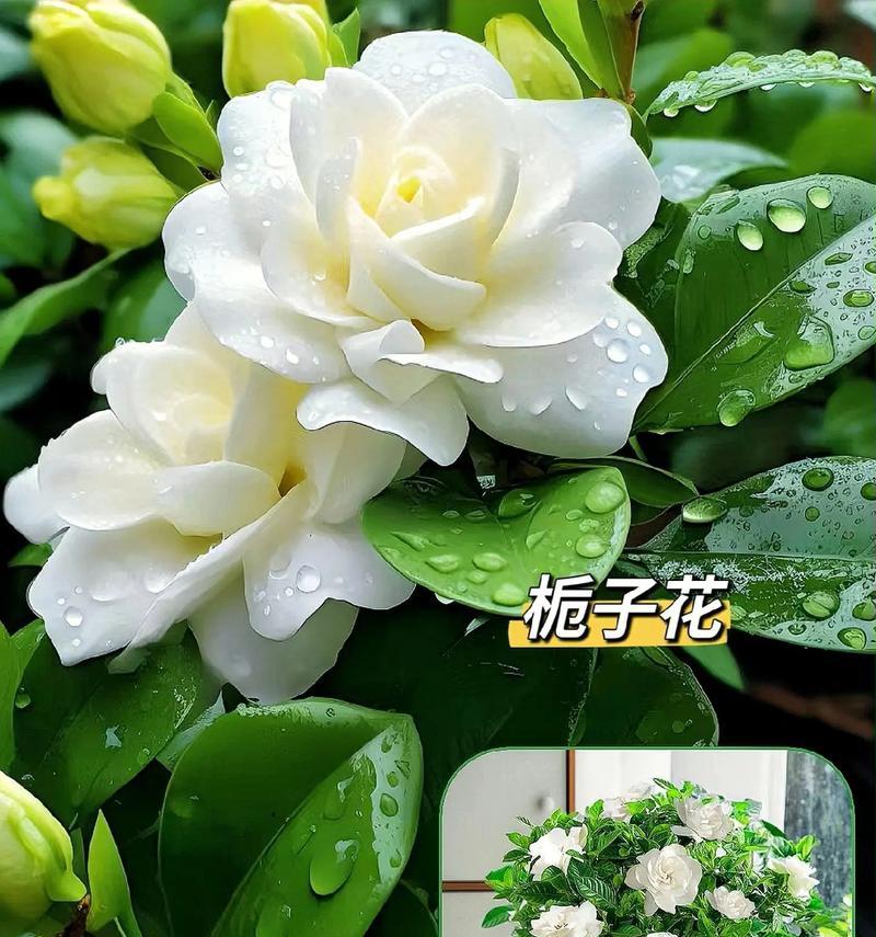 栀子花语的深意与象征意义（探索栀子花所代表的情感和美好寓意）