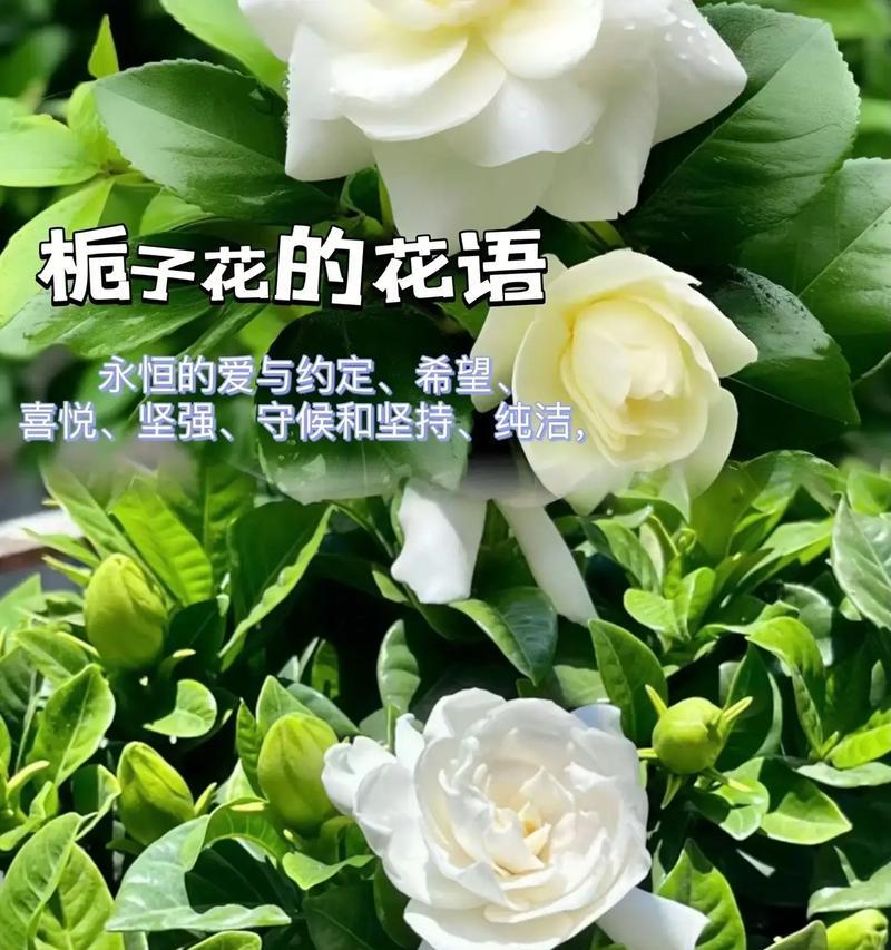 栀子花语的深意与象征意义（探索栀子花所代表的情感和美好寓意）