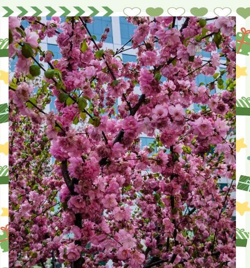 榆叶梅的花语——美丽的坚强（探秘榆叶梅的花语与寓意）