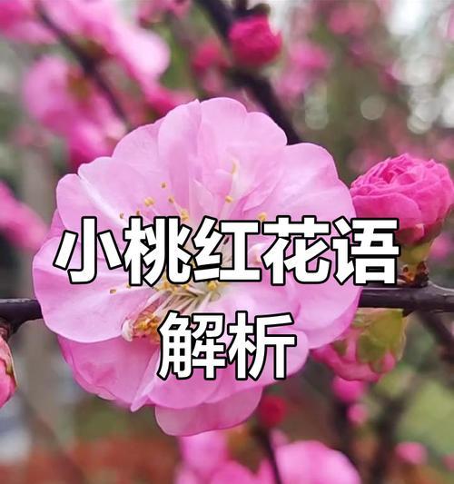 榆叶梅的花语——美丽的坚强（探秘榆叶梅的花语与寓意）