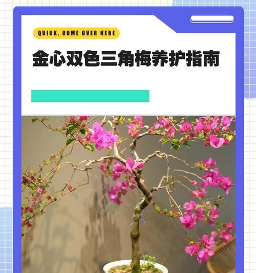 以三角梅摘心为表达的情感之美（赏析三角梅摘心所蕴含的爱与勇气）
