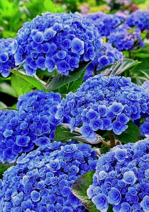 花语（以玫瑰的花语表达永恒的守护）