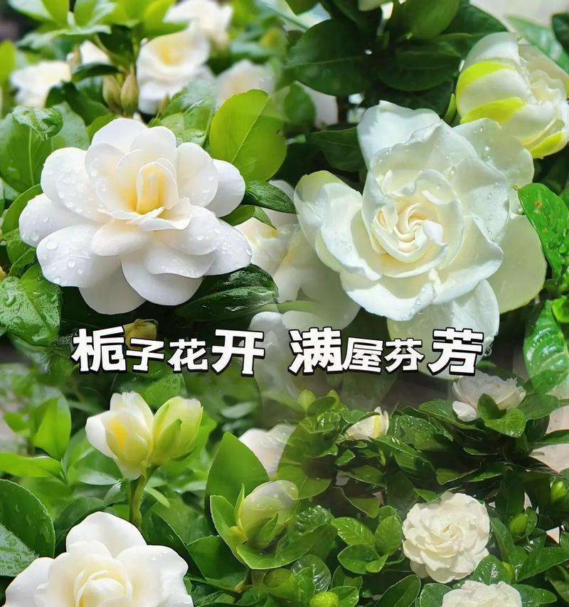花语（以玫瑰的花语表达永恒的守护）