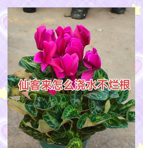 花开仙客来花语寄美好（以仙客来的花语及含义探秘）