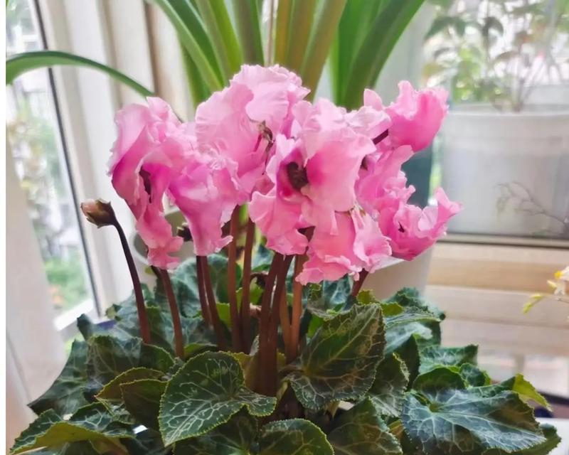 花开仙客来花语寄美好（以仙客来的花语及含义探秘）