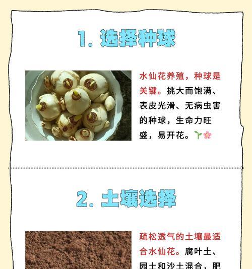水仙花的美丽寓意与内涵（神秘之花的精神象征与人生哲理）