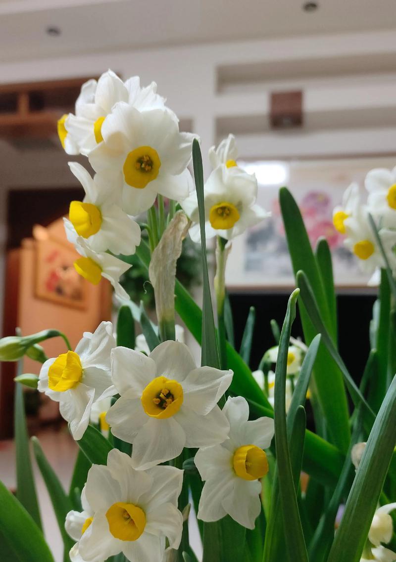 水仙花的美丽寓意与内涵（神秘之花的精神象征与人生哲理）