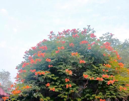 凌霄花花语（凌霄花的花语传递美丽与坚韧）