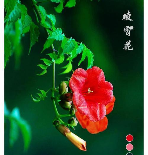 凌霄花花语（凌霄花的花语传递美丽与坚韧）
