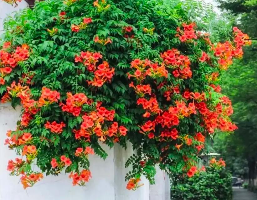 凌霄花花语（凌霄花的花语传递美丽与坚韧）