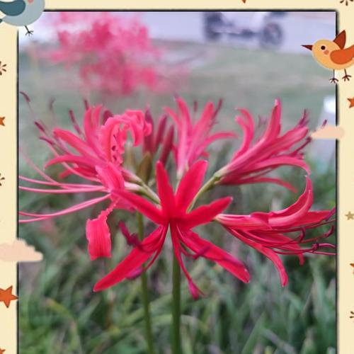 彼岸花的象征意义（探寻彼岸花背后的神秘与美丽）