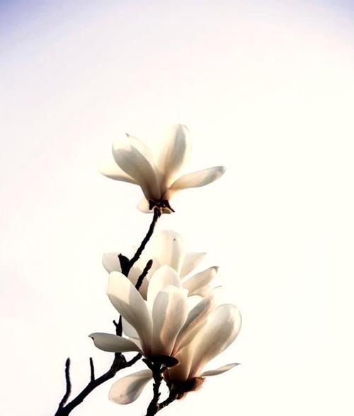 白玉兰（寓意深远）