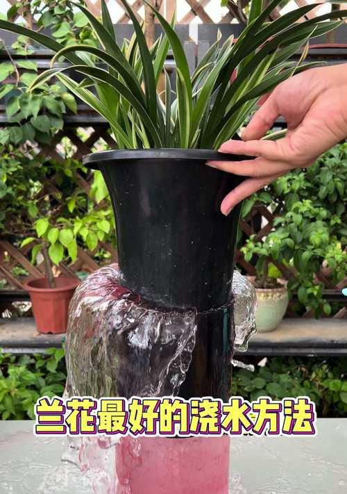 兰花养殖之要点与技巧（解析兰花栽培的重要细节及关键步骤）