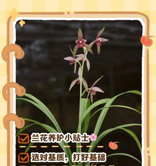 兰花养殖之要点与技巧（解析兰花栽培的重要细节及关键步骤）