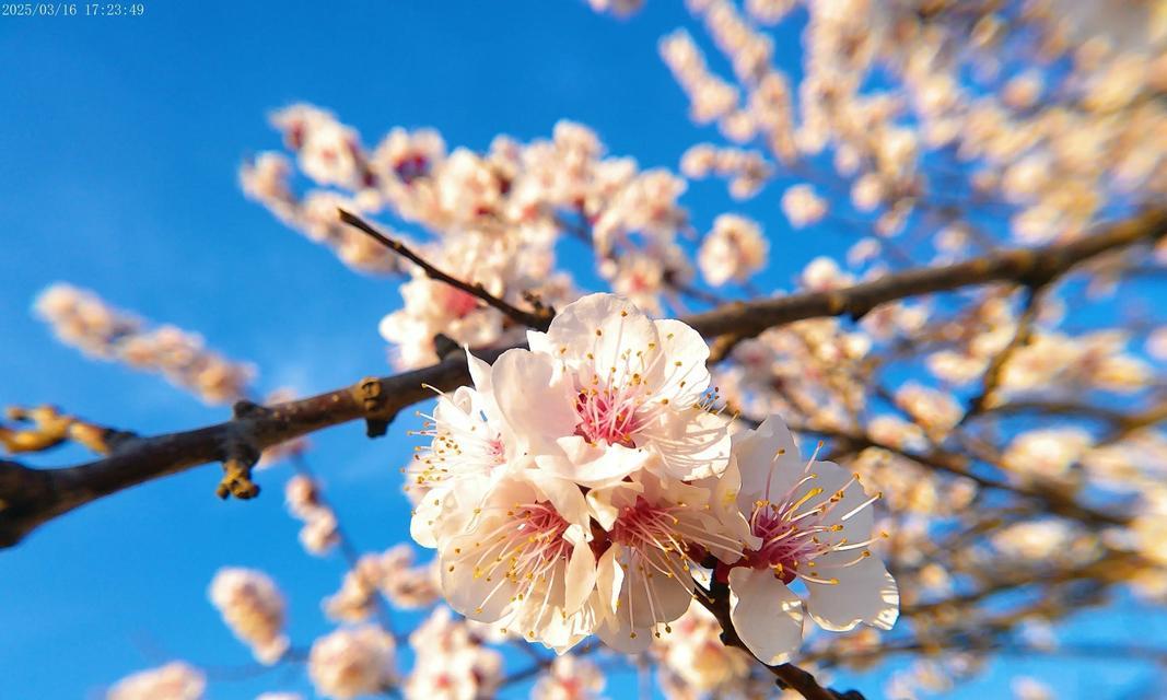 杏花花语与其代表意义（春天的使者）